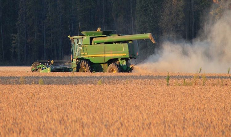 Harvester harvesting a field Farm machine harvesting wheat field