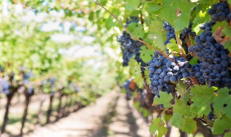 The wine-making industry generates data with high value added Black grape cluster on the vine