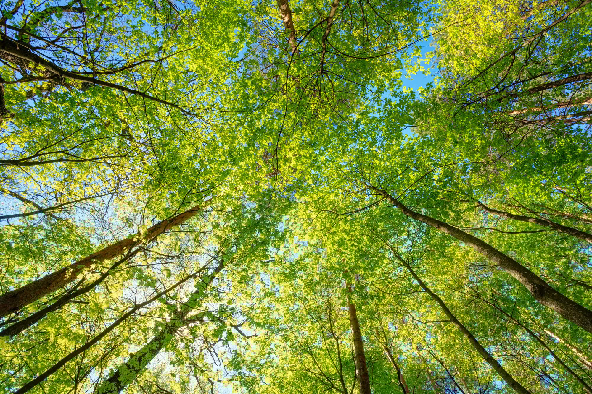 environment environment